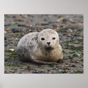 Poster Baby Seal on Beach