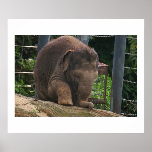 Pôster Baby Steps (Frente)