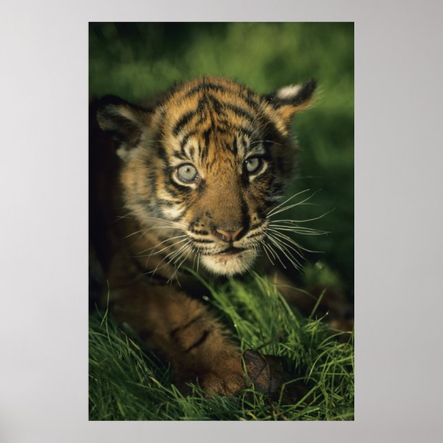Poster Baby Sumatran Tiger (Frente)