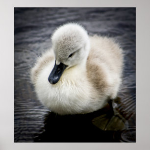 Poster Baby Swan   Cygnet