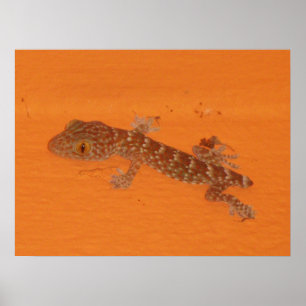 Pôster Baby Tokay Gecko