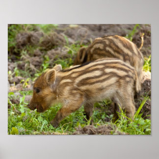 Pôster Baby Wild Boar