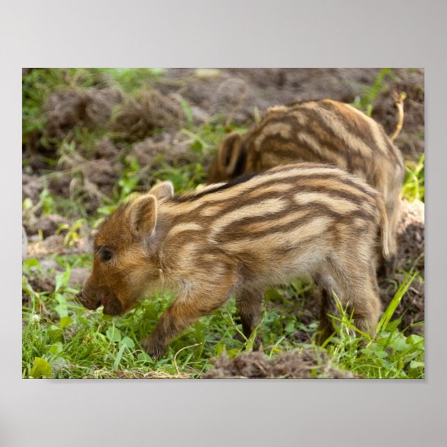 Pôster Baby Wild Boar (Frente)