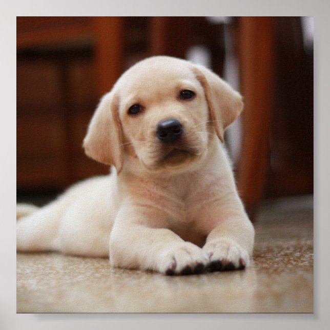 Pôster Baby Yellow Labrador Puppy Dog deitado em Belly (Frente)