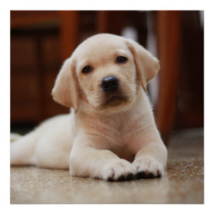Pôster Baby Yellow Labrador Puppy Dog deitado em Belly