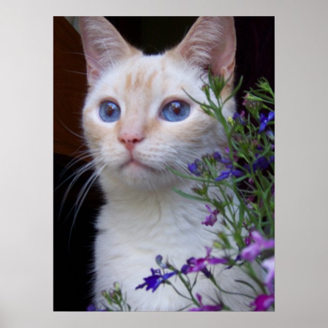 Poster BabyBlues (Frente)