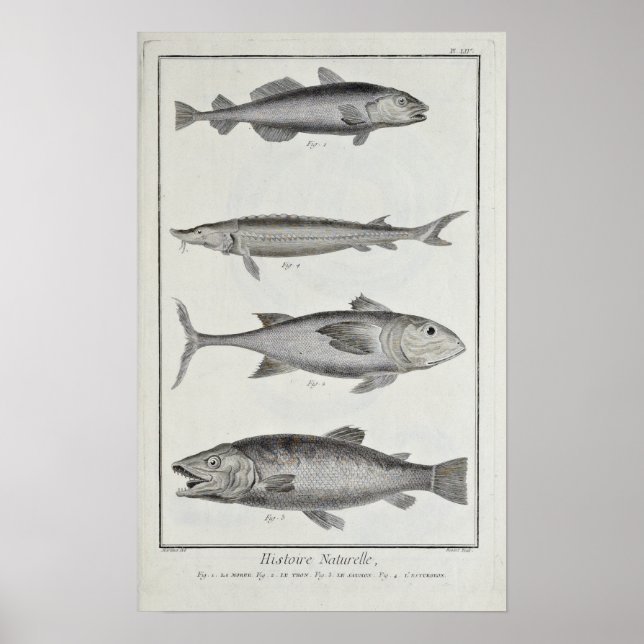 Poster Bacalhau, atum, salmão e esturjão (Frente)