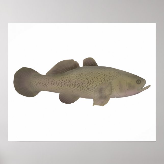 Poster Bacalhau Sonolento (Frente)