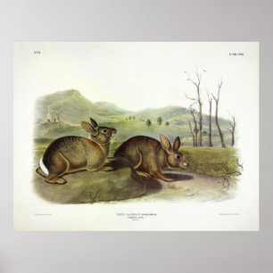 Poster Bachman's Hare, coelho do pincel ocidental de Audu