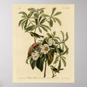 Poster Bachman's Warbler, das Aves da América de Audubon