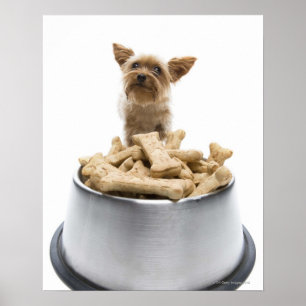 Pôster Bacia de deleites do cão pelo yorkshire terrier