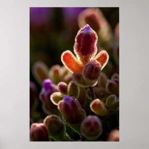 Poster Backlit Colorful Succulent Flower Bud With Rim
