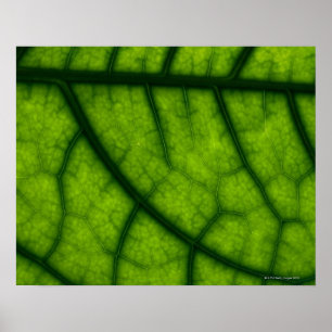 Pôster Backlit Green Leaf