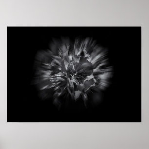 Poster Backyard Flowers In Black And White 25 Flow