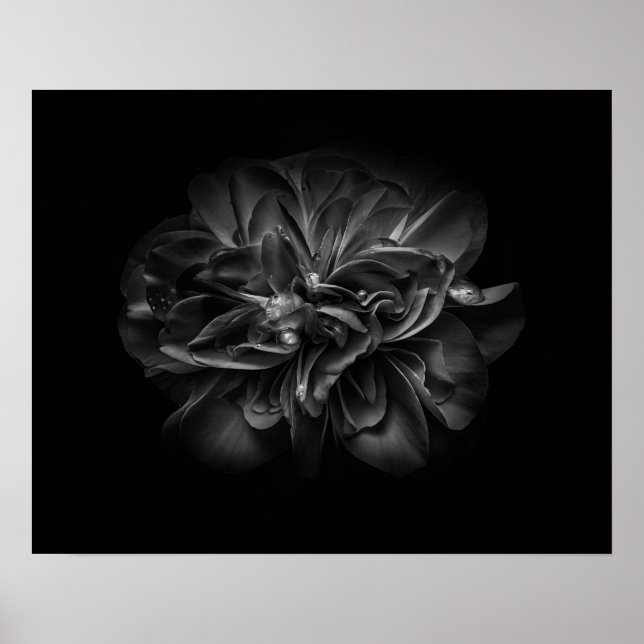 Poster Backyard Flowers In Black And White 67 (Frente)