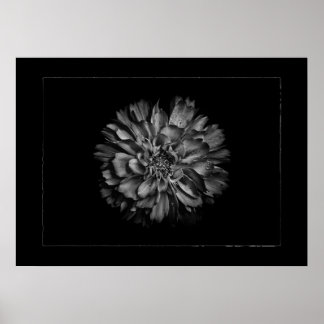 Poster Backyard Flowers In Black & White No 79 Border