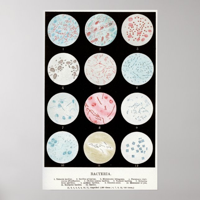 Poster Bactérias (Frente)