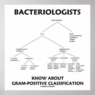 Poster Bacteriologistas Conhecem Classificação Gram-Posit