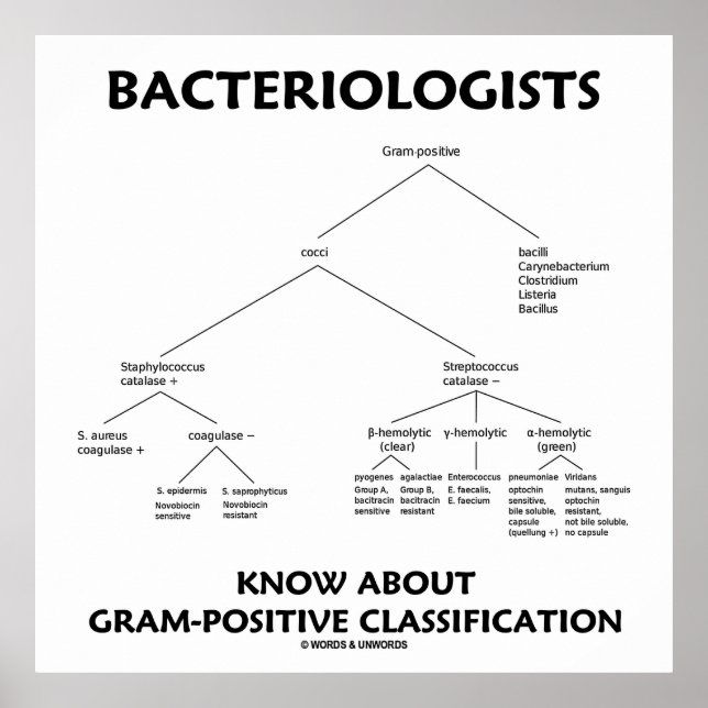 Poster Bacteriologistas Conhecem Classificação Gram-Posit (Frente)