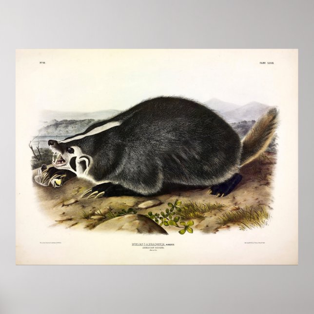 Poster Badger Americano (Taxidea taxus) por Audubon (Frente)