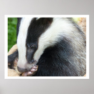 Pôster Badger Europeu