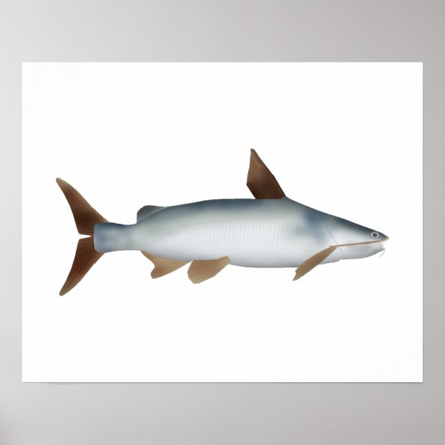 Poster Bagre Soldado (Frente)