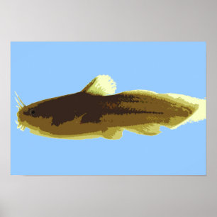Pôster Bagre Tadpole Madtom