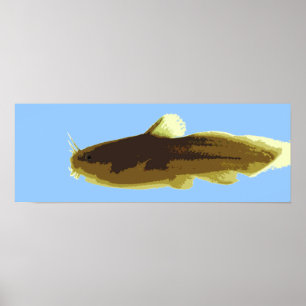 Pôster Bagre Tadpole Madtom