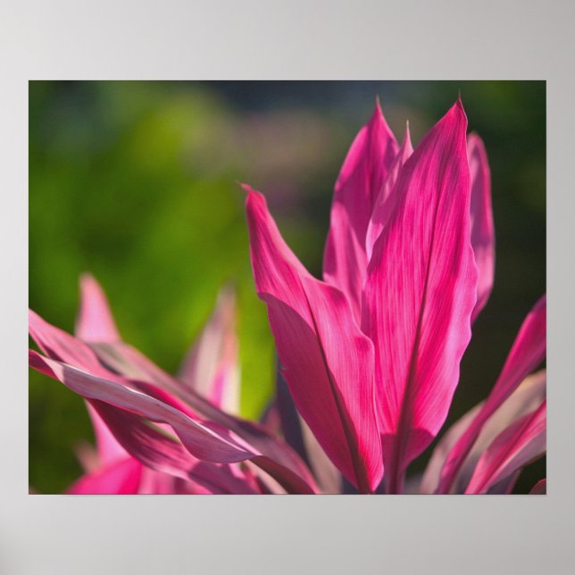 Pôster BAHAMAS, Nova Ilha Providence, Nassau: Paraíso (Frente)