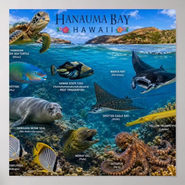 Poster Baía de Hanauma no Havaí (Frente)