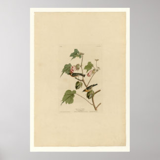 Poster Baía de Warbler