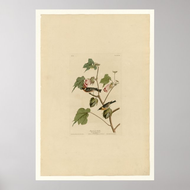 Poster Baía de Warbler (Frente)