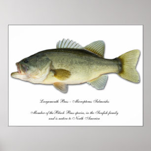 Pôster Baixo Largemouth