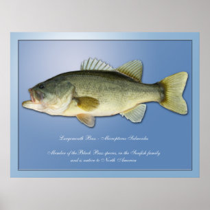 Pôster Baixo Largemouth