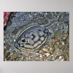 Poster Baja Stingray