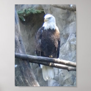 Poster Bald Eagle
