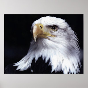 Poster Bald Eagle