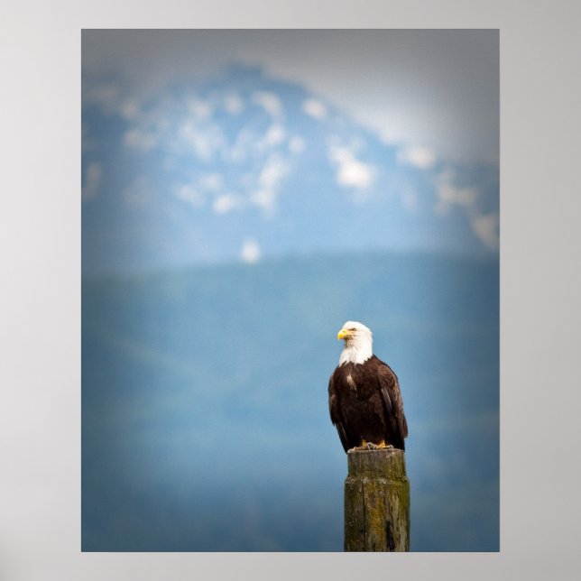 Poster Bald Eagle (Frente)