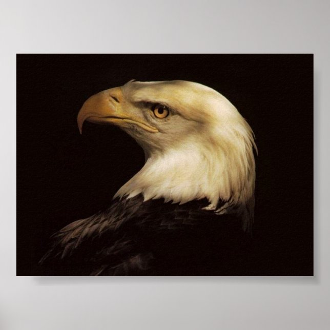 POSTER BALD EAGLE (Frente)