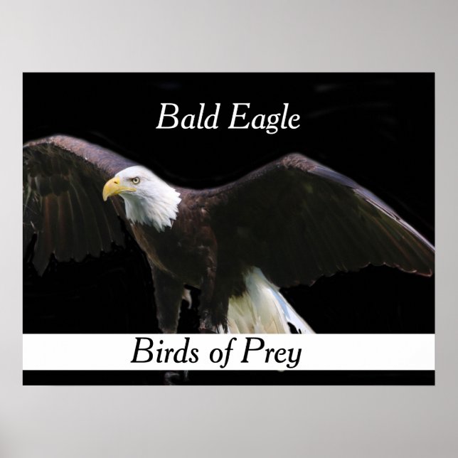 Poster Bald Eagle (Frente)