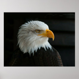 PÔSTER BALD EAGLE