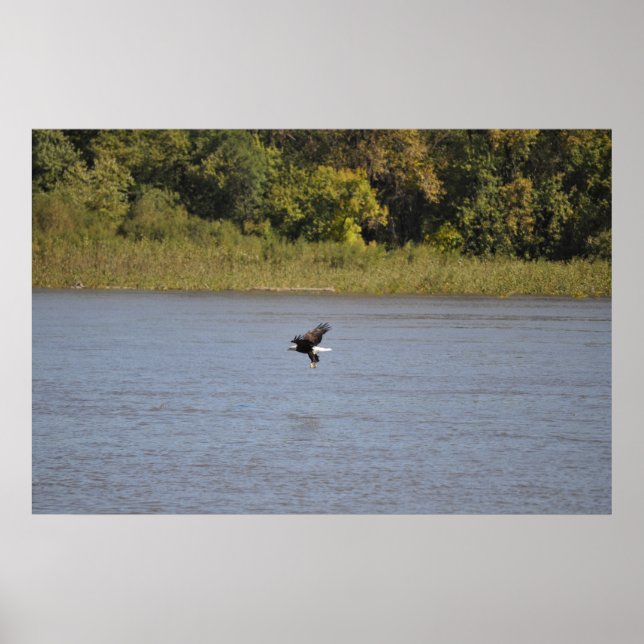 Pôster Bald Eagle (Frente)