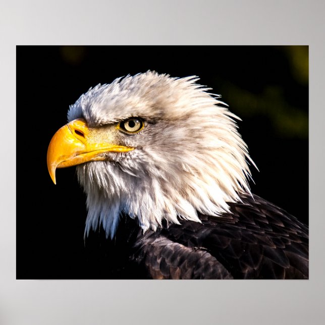 Poster Bald Eagle (Frente)