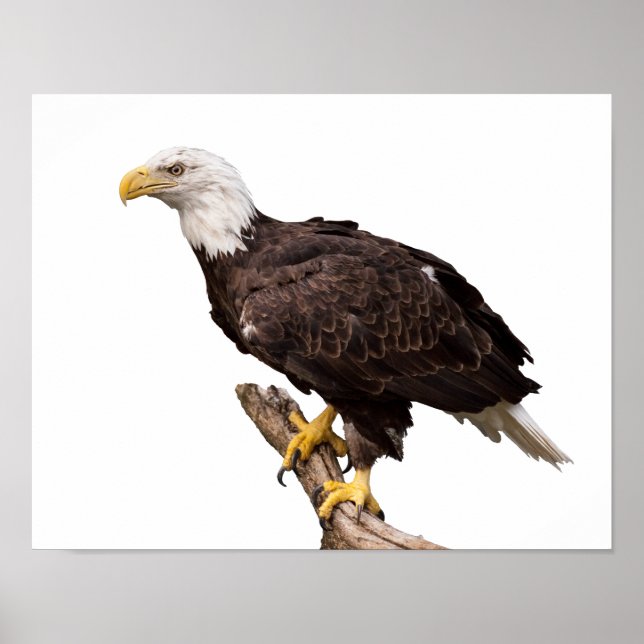 Poster Bald Eagle (Frente)