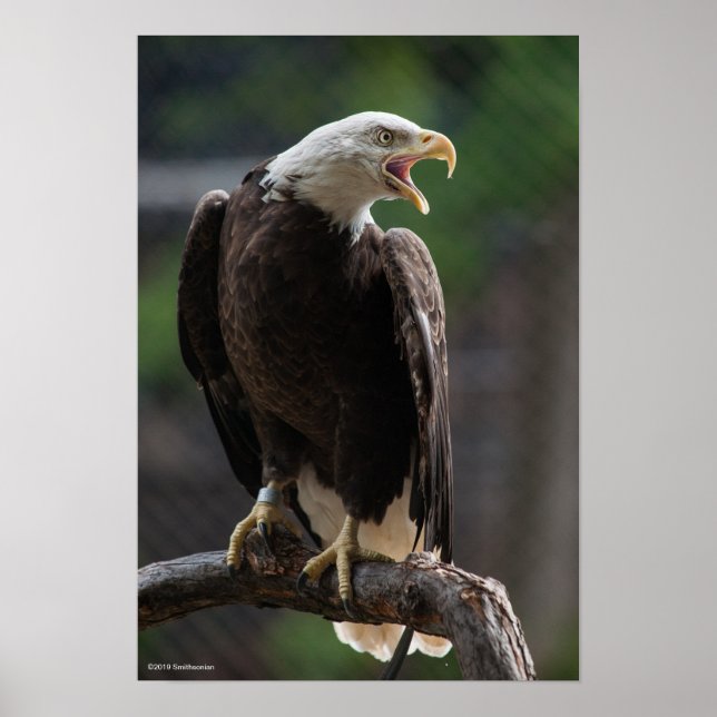 Poster Bald Eagle Calling (Frente)