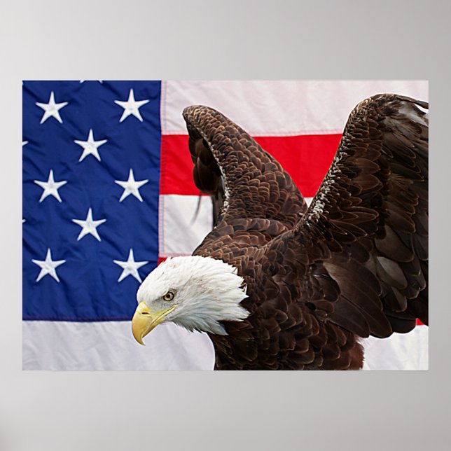 Pôster Bald Eagle com a bandeira americana (Frente)