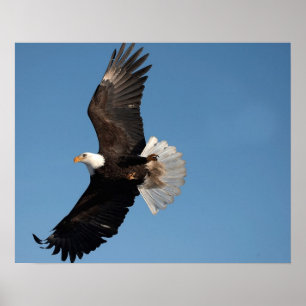 Poster Bald Eagle em Voo