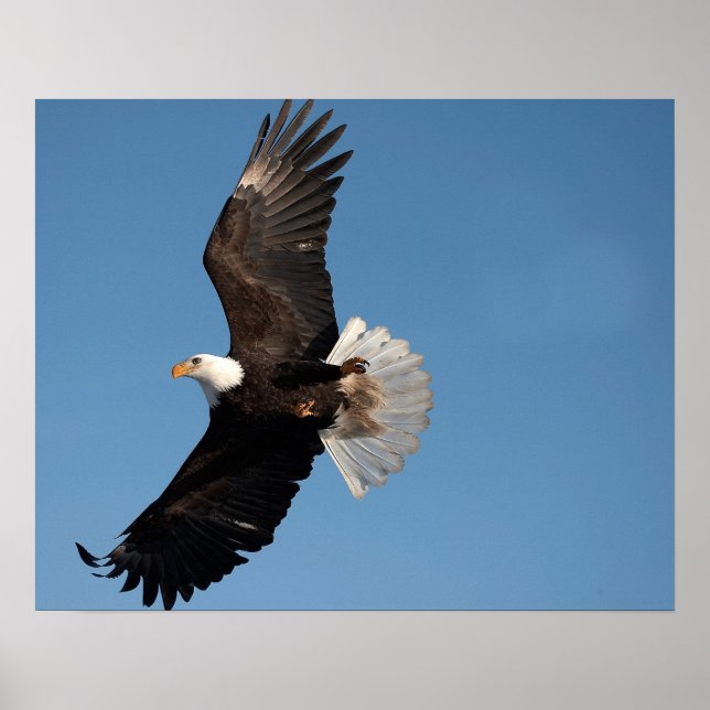 Poster Bald Eagle em Voo (Frente)