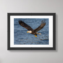Bald Eagle Fly By