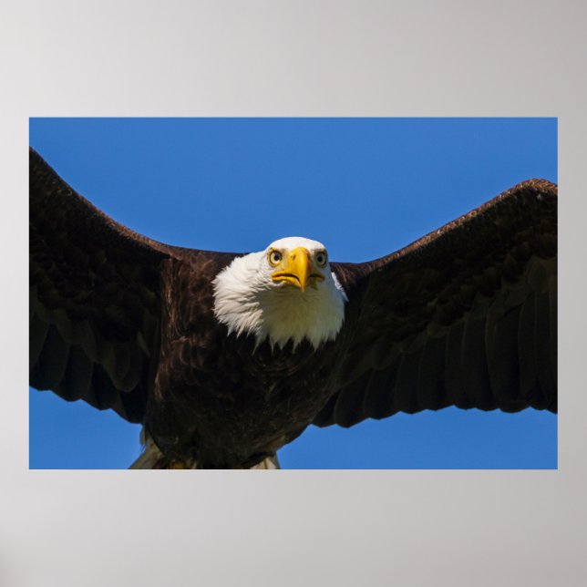 Poster Bald Eagle Flyby Up Close (Frente)